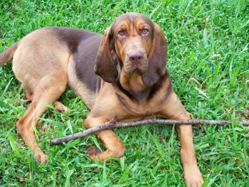 How Much Do You Feed a Bloodhound