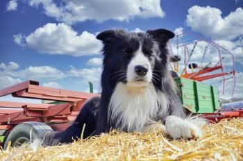 Ideal Diet for Border Collies – The Ultimate Border Collie Feeding Guide