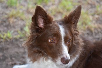 What’s The Best Age to Neuter a Male Border Collie?