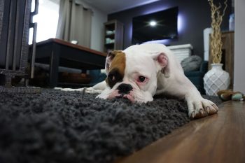 Can a Boxer Live in An Apartment?