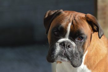 Are Boxers Safe in Cold Weather?