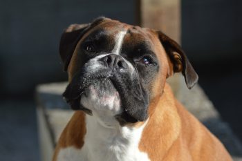 What’s The Best Age to Neuter a Male Boxer?