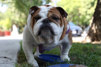 How Much Excercise Does a Bulldog Need?