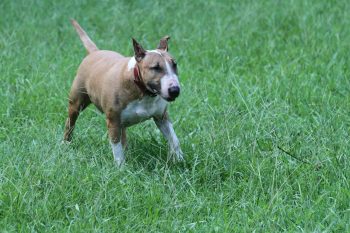 How Much Does a Bull Terrier Bark?