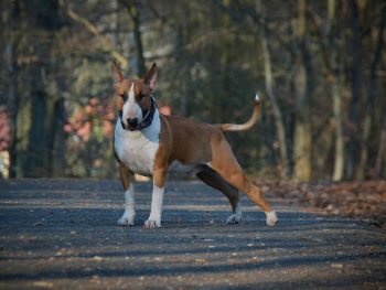 Are Bull Terriers Good with Kids?