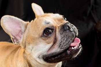 What’s The Best Age to Spay a Female French Bulldog?