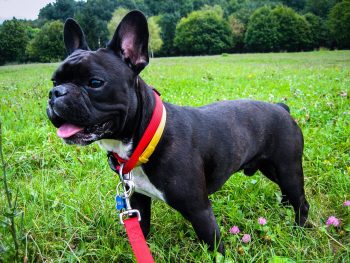 Are French Bulldogs Good with Kids?