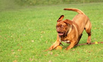 How Much Exercise Does a Mastiff Need?