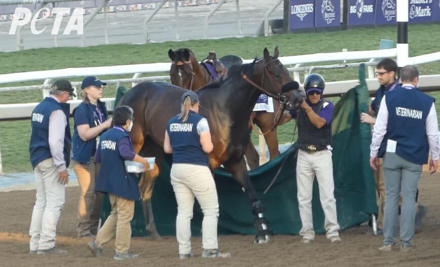 PETA Demands Answers About Horse’s Condition After Injury on Breeders’ Cup Day