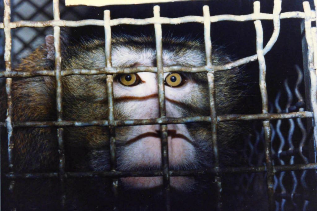 Labcorp Staff Snapped Monkeys’ Bones, and All the USDA Did Was Issue a Paltry Fine