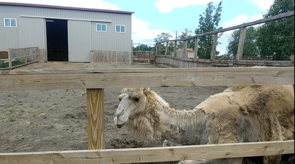 Uncovering Cruel Conditions for Hoofed Animals at Roadside Zoos