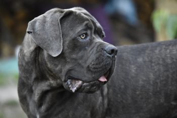 Are Cane Corso Safe in Cold Weather?