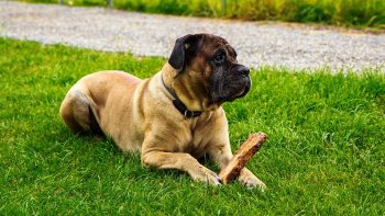 Top 15 Dog Breeds For Guarding Your Home