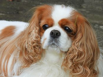 Ideal Diet for Cavaliers – The Ultimate Cavalier Feeding Guide