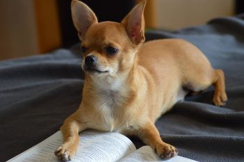 Can a Chihuahua Live in An Apartment?