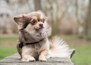 Are Chihuahuas Good with Kids?