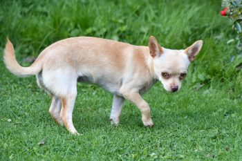 Are Chihuahuas Safe in Cold Weather?