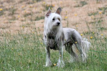 Can a Chinese Crested Live in An Apartment?