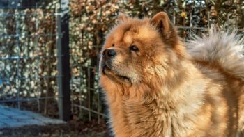 How Often Do You Need a Groom a Chow Chow?