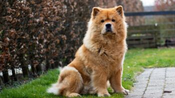 How Often Do I Take a Chow Chow Outside to Pee?