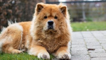 How Much Exercise Does a Chow Chow Need?