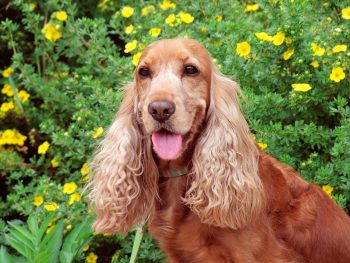 15 Most Trainable Dog Breeds