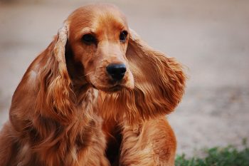 What’s The Best Age to Neuter a Male Cocker Spaniel?