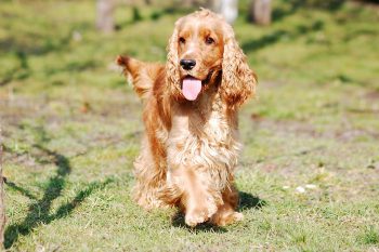 How Much Exercise Does a Cocker Spaniel Need?