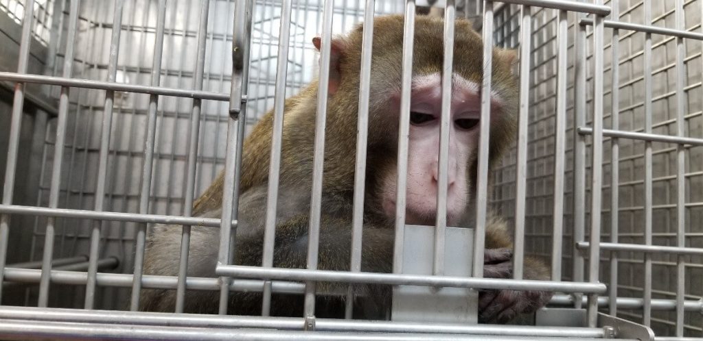 ‘Alarming’ Animal Cruelty but No Charges Against UW-Madison Lab: Judge Faces PETA Pushback