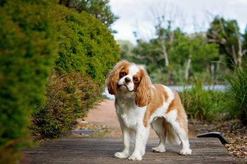 What’s The Best Age to Spay a Female Cavalier?