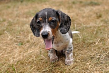 Are Dachshunds Good with Kids?