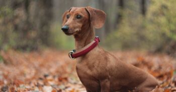 How Often Do I Take a Dachshund Outside to Pee?