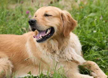 Can a Golden Retriever Live in An Apartment?