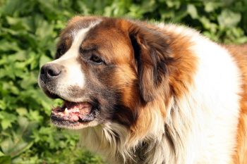 Are St. Bernards Safe in Cold Weather?