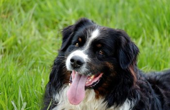 15 Most Adaptable Dog Breeds for Various Climates