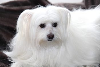 What’s The Best Age to Neuter a Male Maltese?