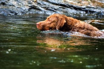 What’s The Best Age to Spay a Female Chesapeake Bay Retriever?