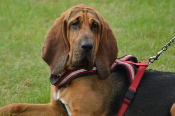Are Bloodhounds Safe in Cold Weather?