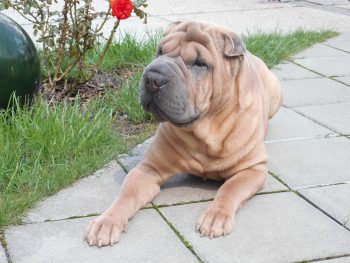 What’s The Best Age to Spay a Female Shar Pei?