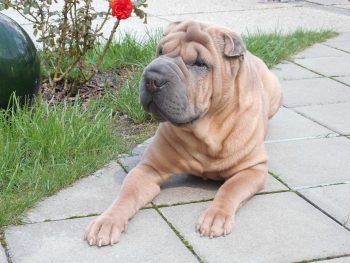 How Much Exercise Does a Shar Pei Need?