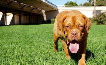 How Much Exercise Does a Dogue de Bordeaux Need?