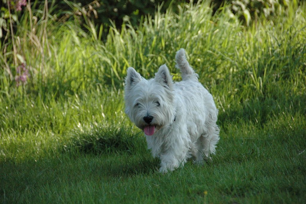 How Much Does a Westie Bark?