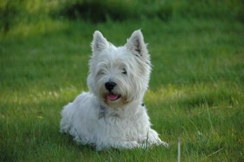 Are Westies Safe in Cold Weather?