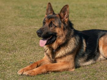 How Much Does a German Shepherd Bark?