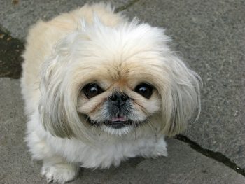 How Much Does a Pekingese Bark?