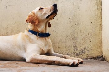 What’s The Best Age to Neuter a Male Lab?