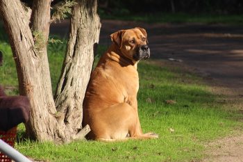 How Much Do You Feed a Mastiff