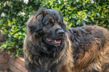 15 Most Majestic Large Dog Breeds