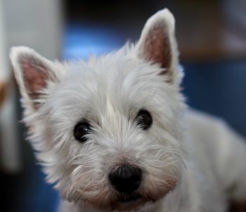 What’s The Best Age to Neuter a Male Westie?