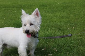 Are Westies Good with Kids?